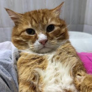 Miso