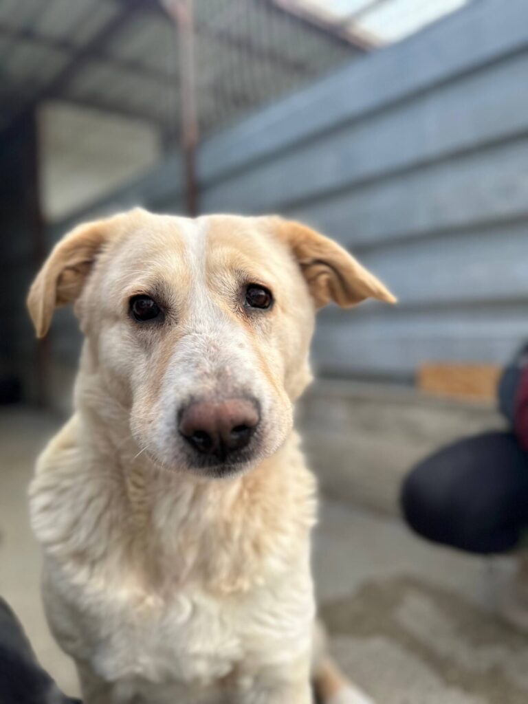 Millie-6