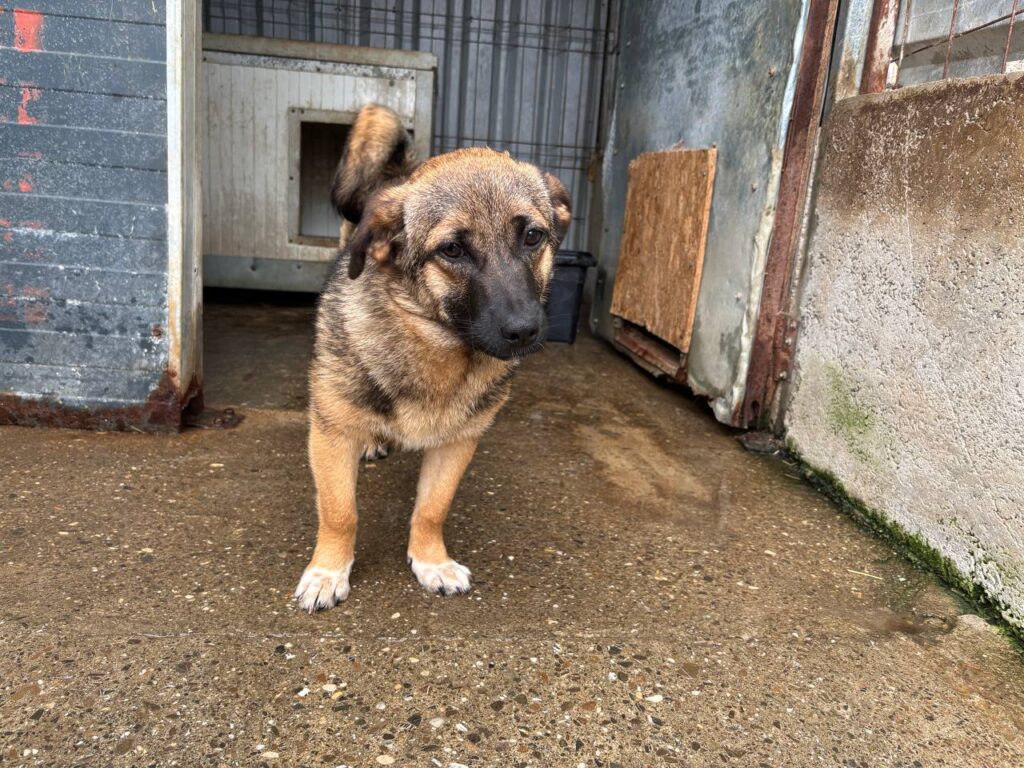 Bella-6