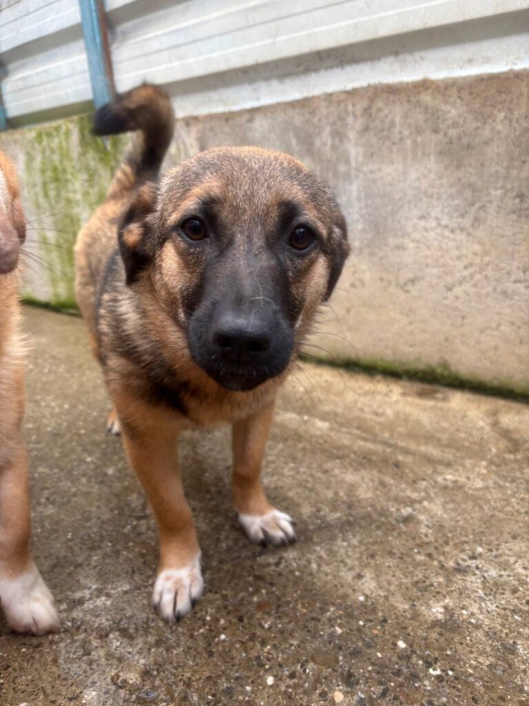 Bella-5