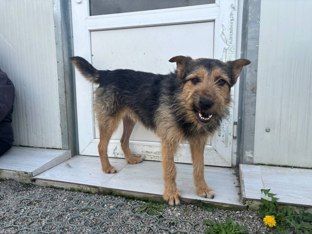 Ernie-4