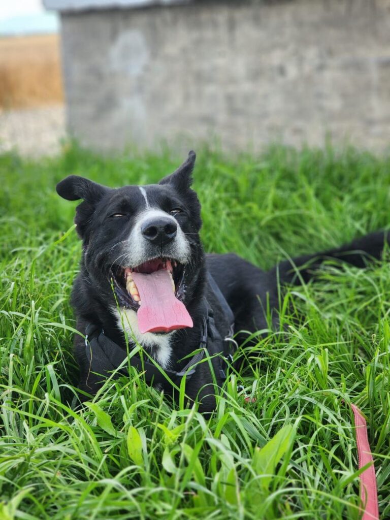 Arlo-2