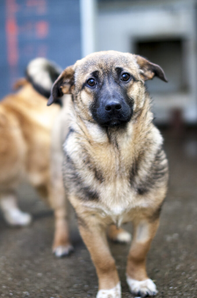 Bella-3