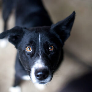 Arlo