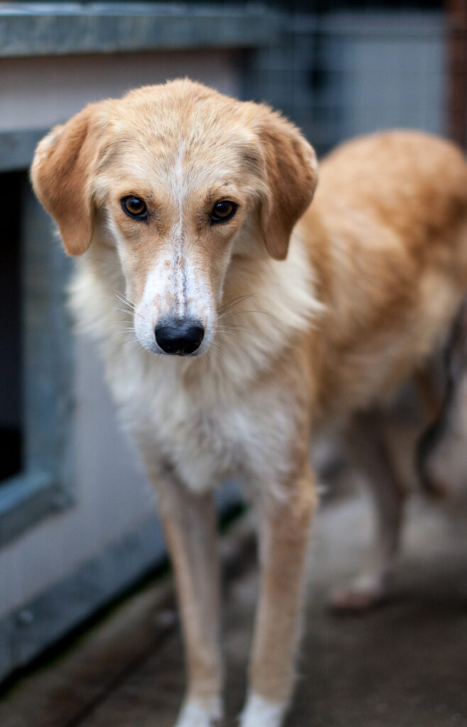 Sasha-1