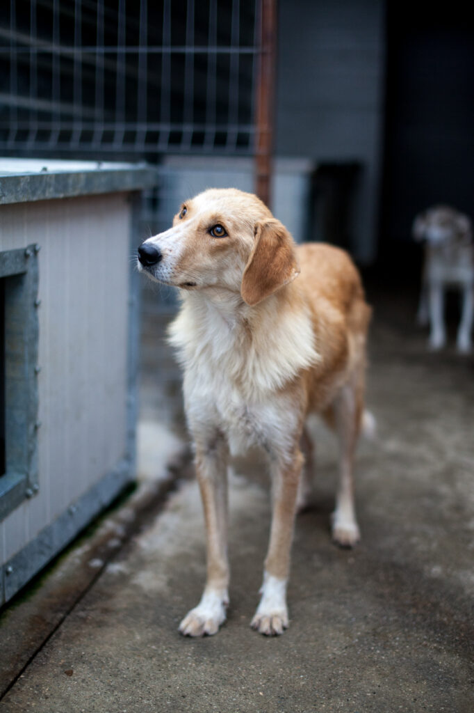 Sasha-4