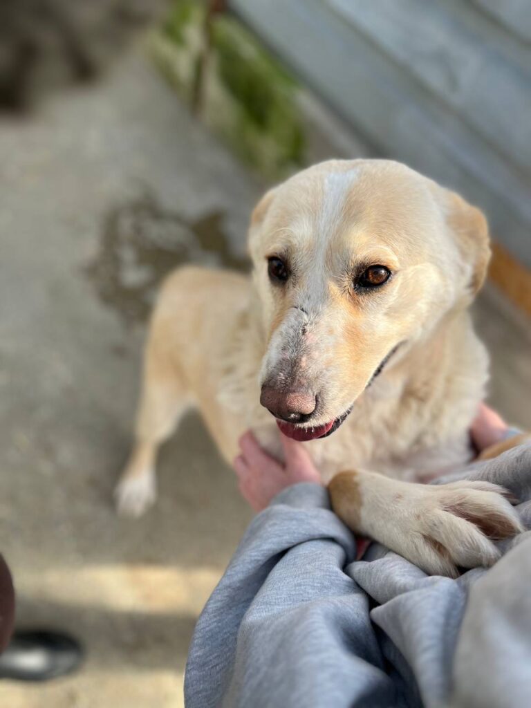 Millie-1