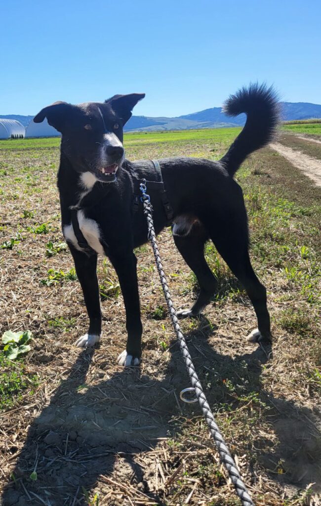 Arlo-3
