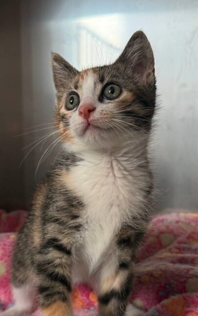 Ruby-9