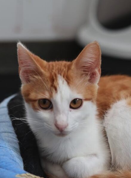 Colby-3