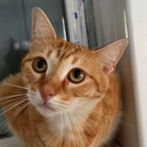 Chester