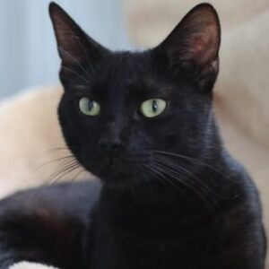 Hugo