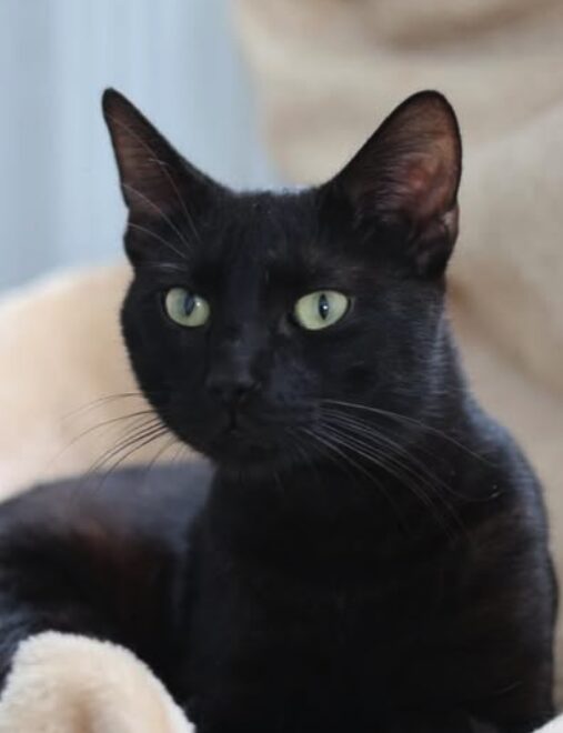 Hugo-4