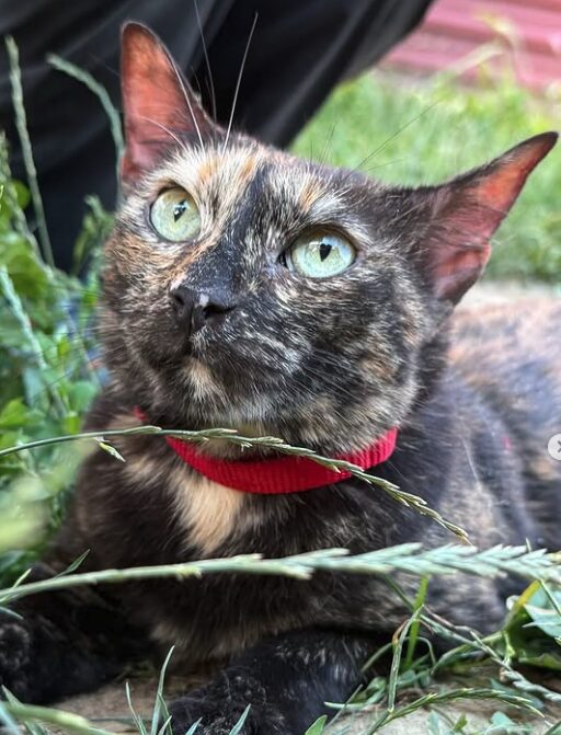 Olive-9