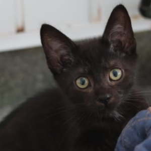 Bowie