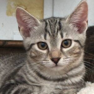 Rowan is a grey tabby kitten. He is sitting on the wooden floor, looking into the camera.