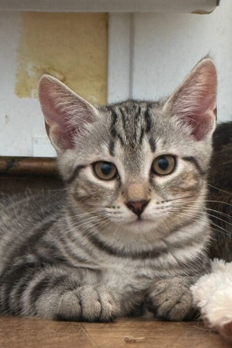 Rowan is a grey tabby kitten. He is sitting on the wooden floor, looking into the camera.