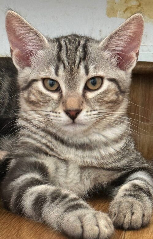 Rowan is a grey tabby kitten. He is sitting on the wooden floor, looking into the camera.