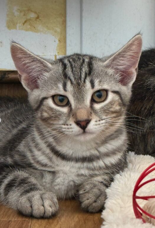 Rowan is a grey tabby kitten. He is sitting on the wooden floor, looking into the camera.
