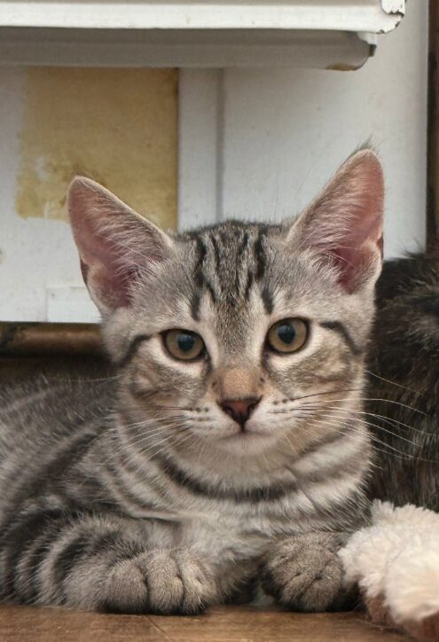 Rowan is a grey tabby kitten. He is sitting on the wooden floor, looking into the camera.