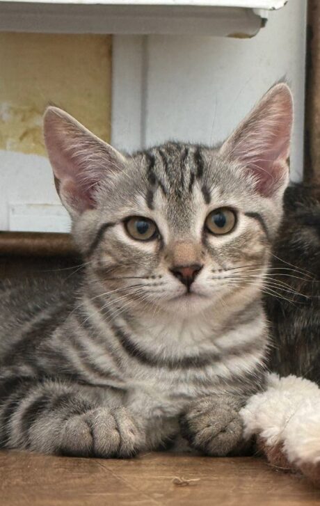 Rowan is a grey tabby kitten. He is sitting on the wooden floor, looking into the camera.