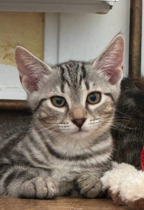 Rowan is a grey tabby kitten. He is sitting on the wooden floor, looking into the camera.