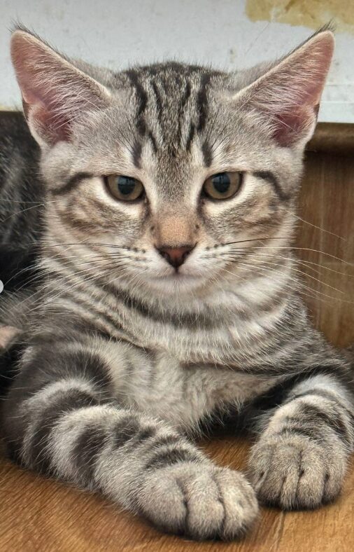 Rowan is a grey tabby kitten. He is sitting on the wooden floor, looking into the camera.