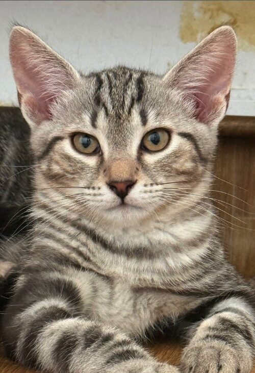 Rowan is a grey tabby kitten. He is sitting on the wooden floor, looking into the camera.