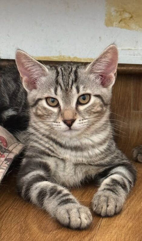 Rowan is a grey tabby kitten. He is sitting on the wooden floor, looking into the camera.