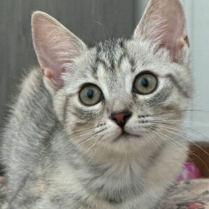 Bluebell is a grey tabby kitten. She is sitting on the wooden floor, looking into the camera.