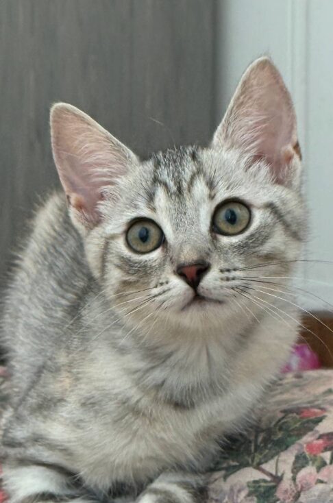 Bluebell is a grey tabby kitten. She is sitting on the wooden floor, looking into the camera.