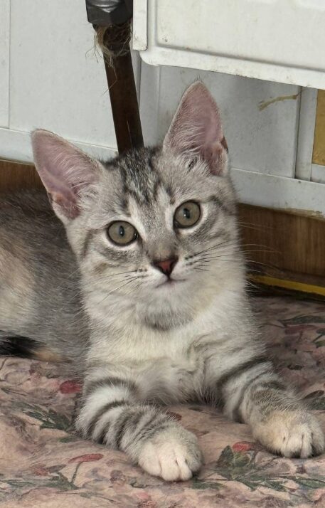 Bluebell is a grey tabby kitten. She is sitting on the wooden floor, looking into the camera.
