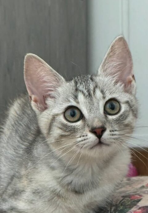 Bluebell is a grey tabby kitten. She is sitting on the wooden floor, looking into the camera.