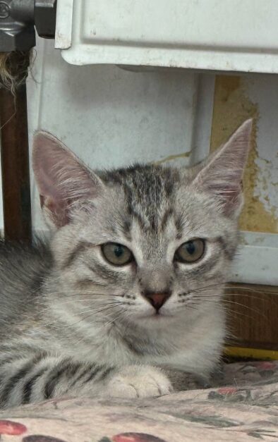 Bluebell is a grey tabby kitten. She is sitting on the wooden floor, looking into the camera.