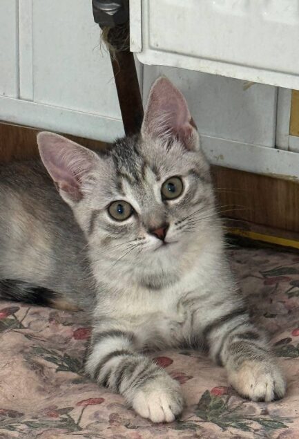 Bluebell is a grey tabby kitten. She is sitting on the wooden floor, looking into the camera.