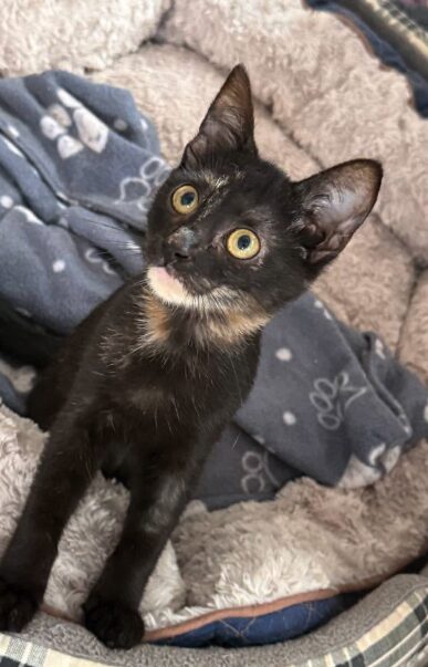 Mila is a black kitten with yellow eyes. She is looking into the camera at the shelter