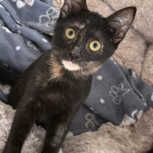 Mila is a black kitten with yellow eyes. She is looking into the camera at the shelter
