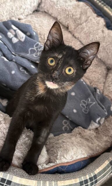 Mila is a black kitten with yellow eyes. She is looking into the camera at the shelter