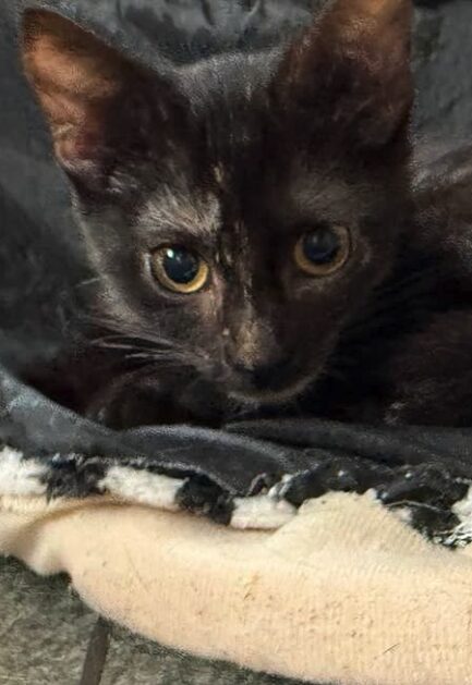 Mila is a black kitten with yellow eyes. She is looking into the camera at the shelter