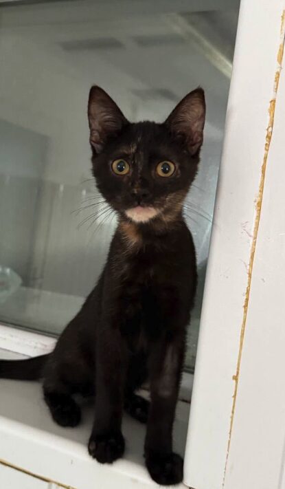Mila is a black kitten with yellow eyes. She is looking into the camera at the shelter