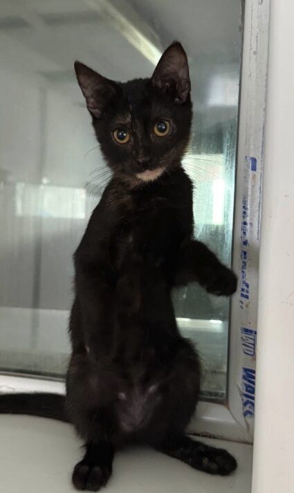 Mila is a black kitten with yellow eyes. She is looking into the camera at the shelter