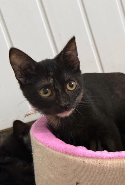 Mila is a black kitten with yellow eyes. She is looking into the camera at the shelter