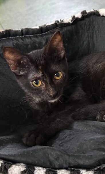 Mila is a black kitten with yellow eyes. She is looking into the camera at the shelter