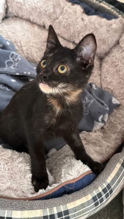 Mila is a black kitten with yellow eyes. She is looking into the camera at the shelter