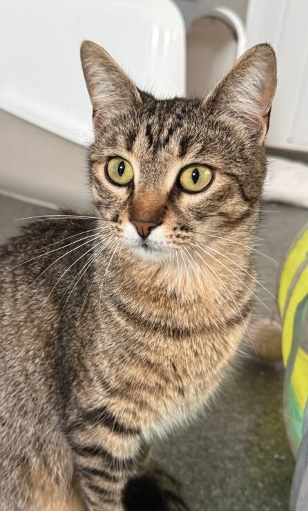 Piper is a brown tabby cat with green eyes. She is in her room at the shelter and is looking into the camera with big eyes