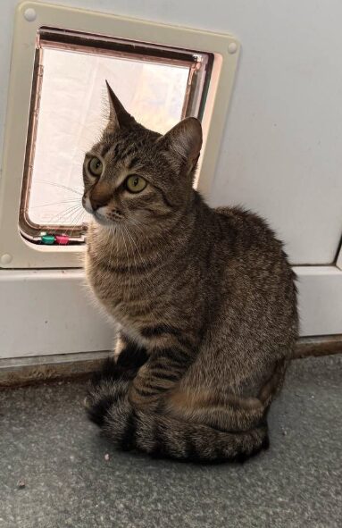 Piper is a brown tabby cat with green eyes. She is in her room at the shelter and is looking into the camera with big eyes