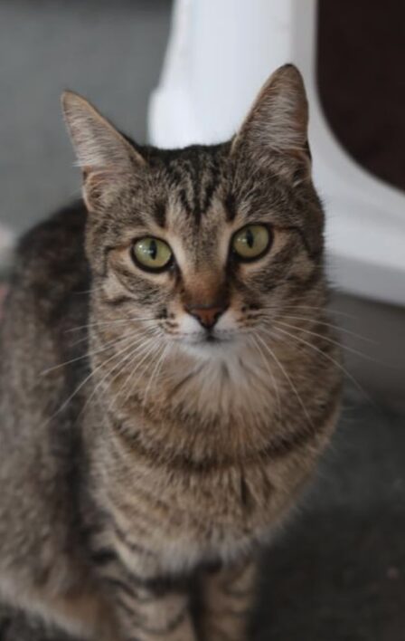 Piper is a brown tabby cat with green eyes. She is in her room at the shelter and is looking into the camera with big eyes