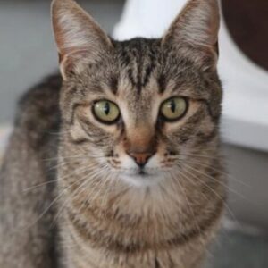 Piper is a brown tabby cat with green eyes. She is in her room at the shelter and is looking into the camera with big eyes