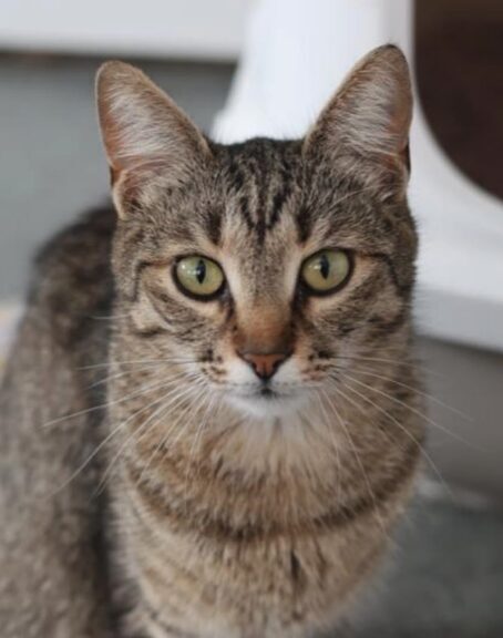 Piper is a brown tabby cat with green eyes. She is in her room at the shelter and is looking into the camera with big eyes