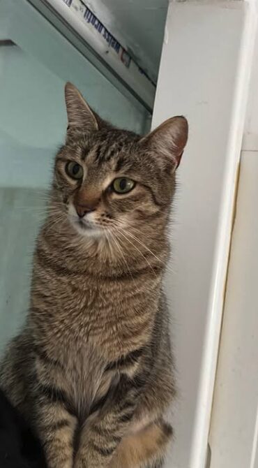 Piper is a brown tabby cat with green eyes. She is in her room at the shelter and is looking into the camera with big eyes